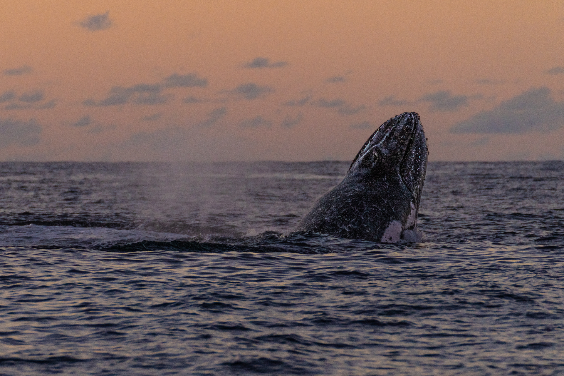 Whale Encounter